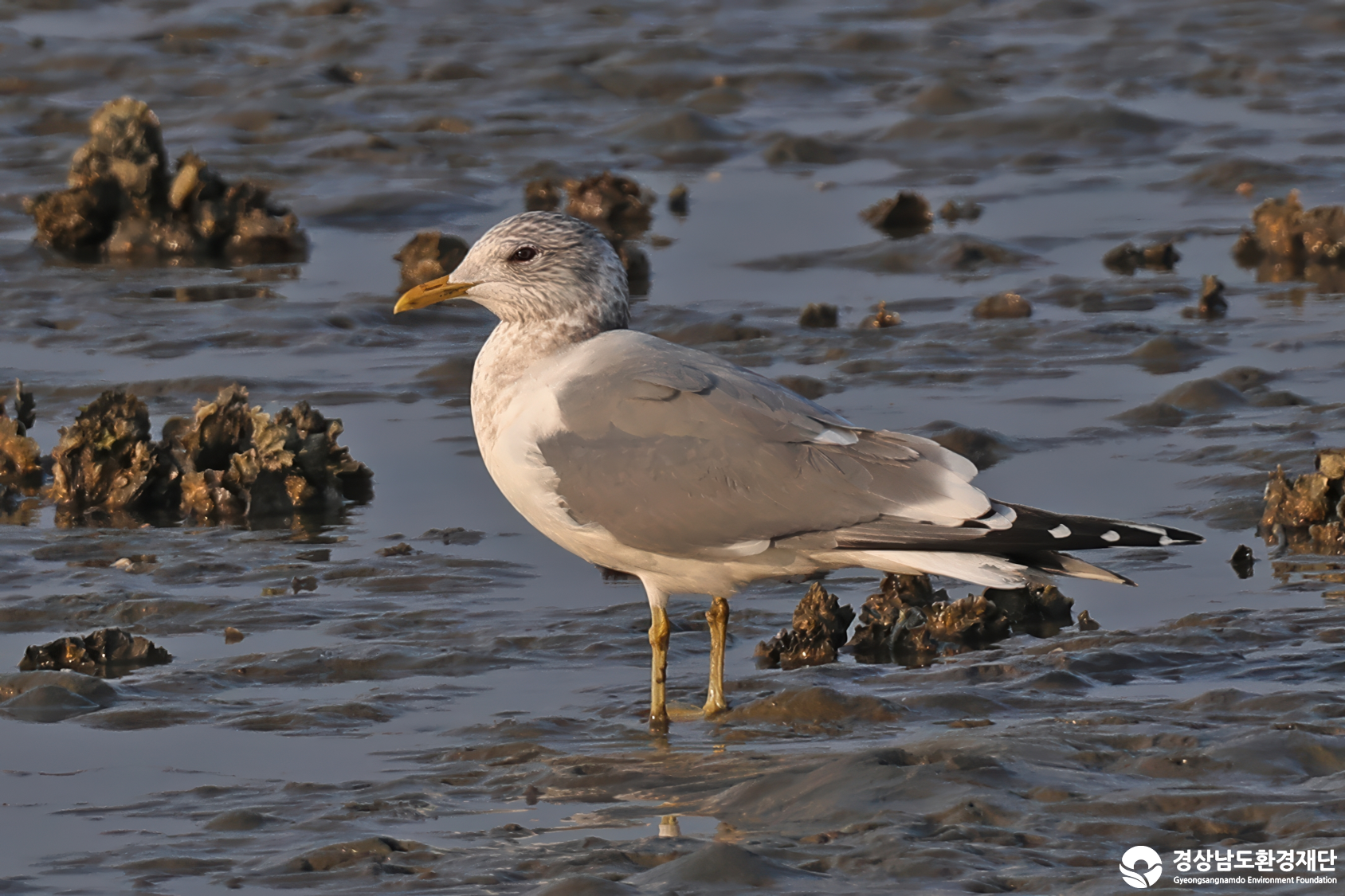 [남해강진만] 습지 생태계 변화 조사-2026. 3.