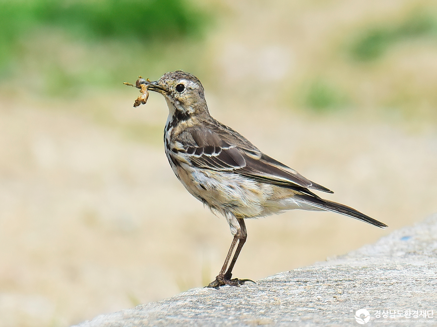 2026년 시민환경과학자 모니터링(3월) - 조류