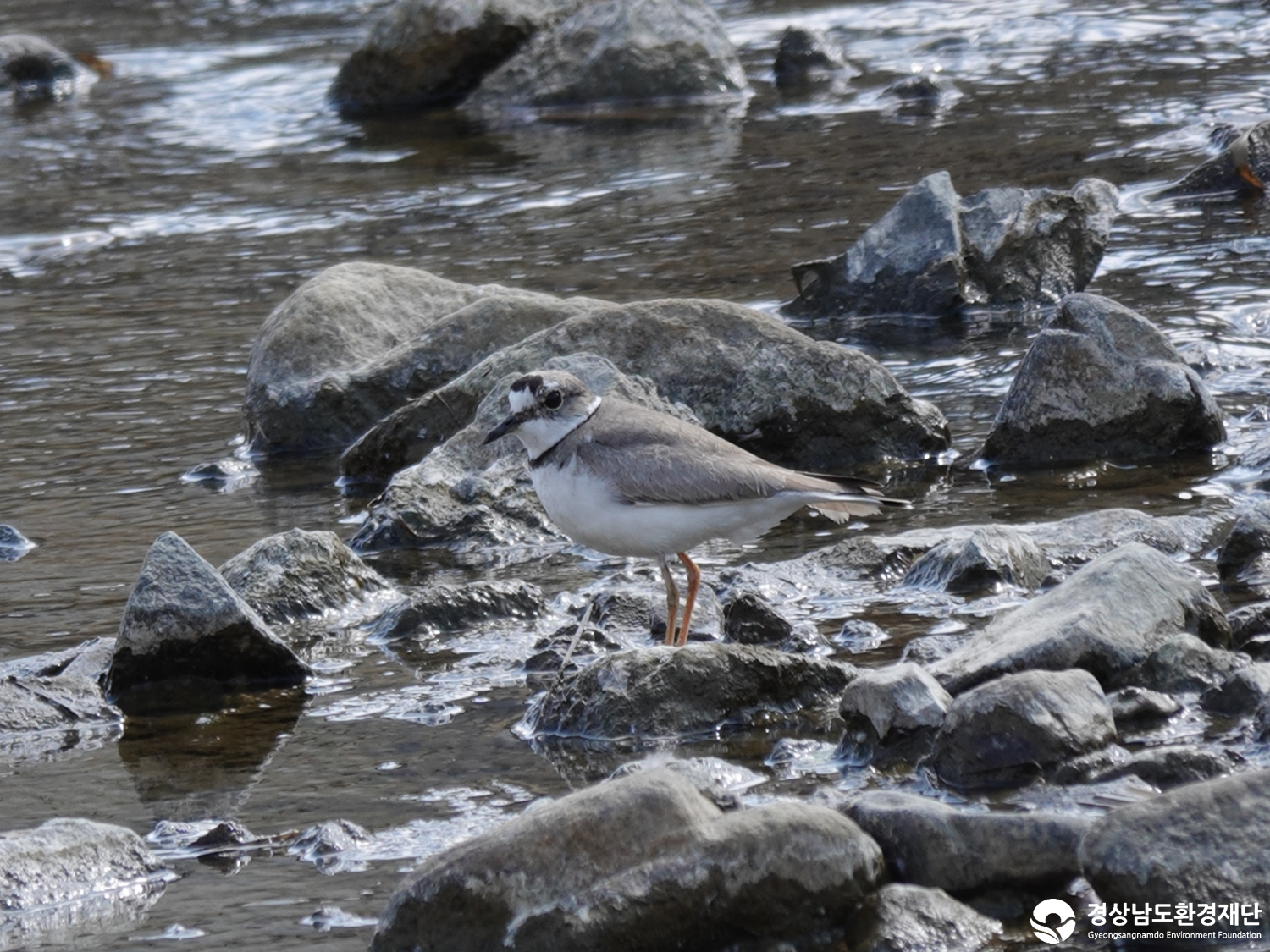 2026년 시민환경과학자 모니터링(3월) - 조류
