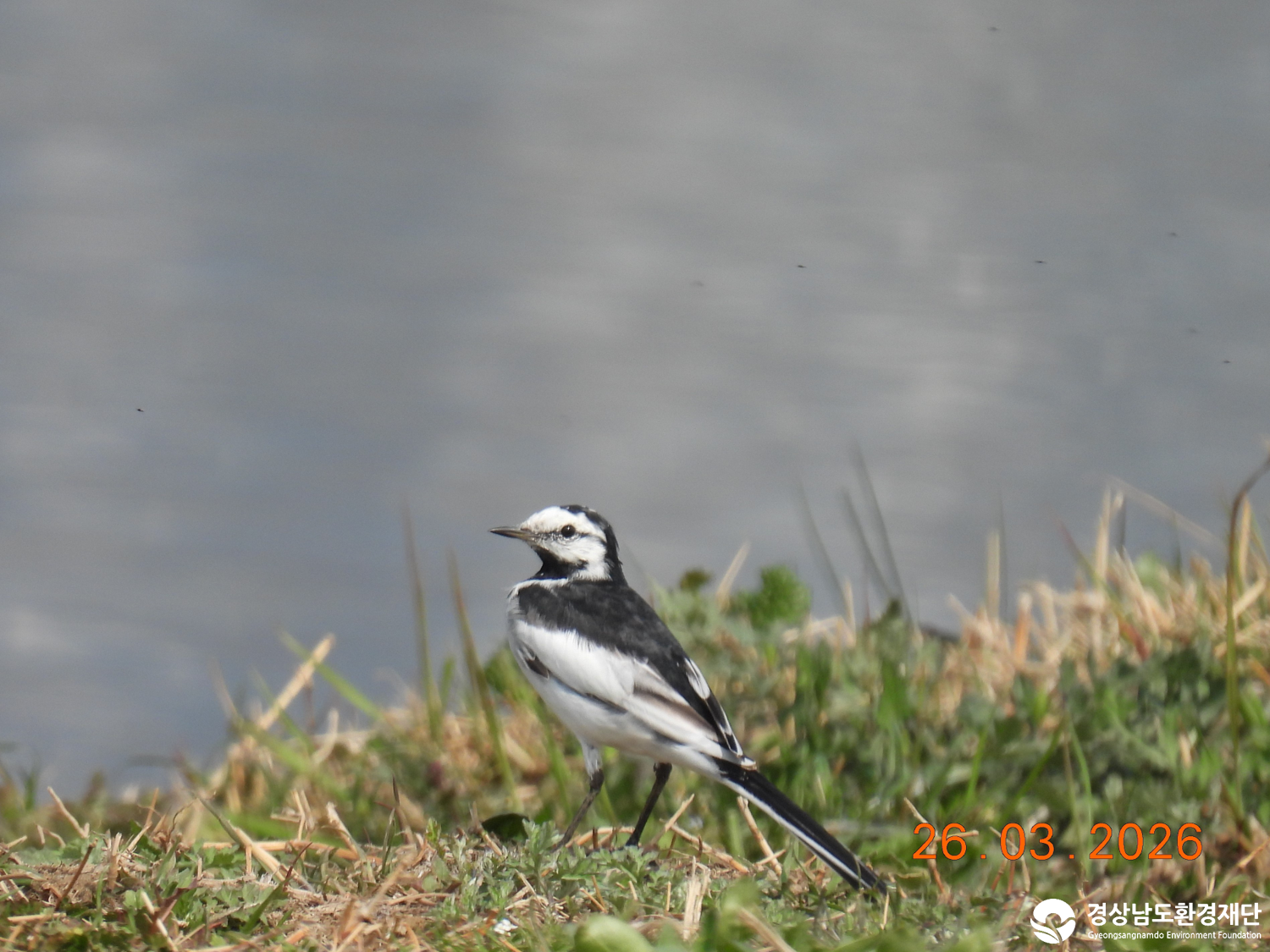 2026년 시민환경과학자 모니터링(3월) - 조류