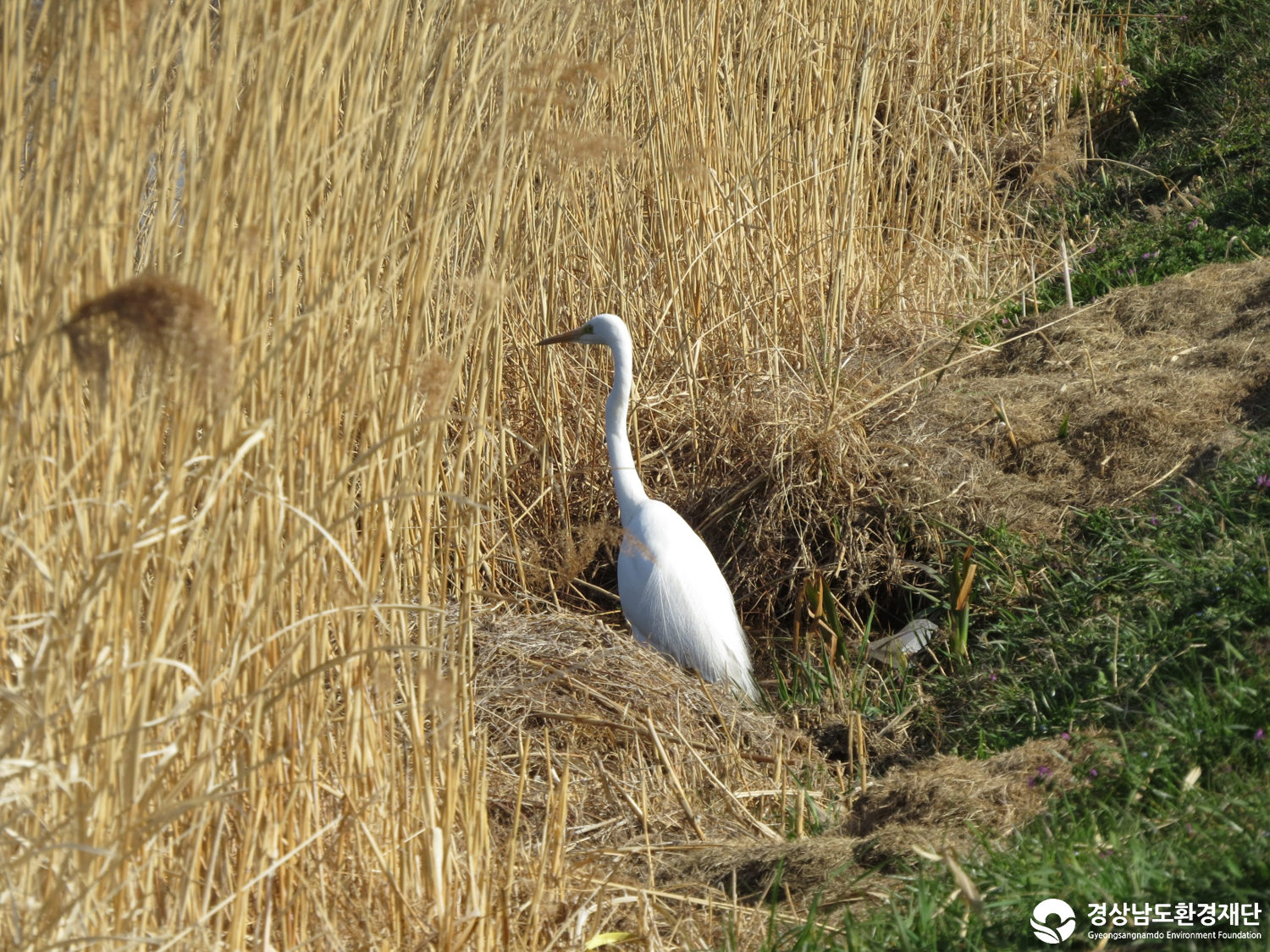 2026년 시민환경과학자 모니터링(3월) - 조류