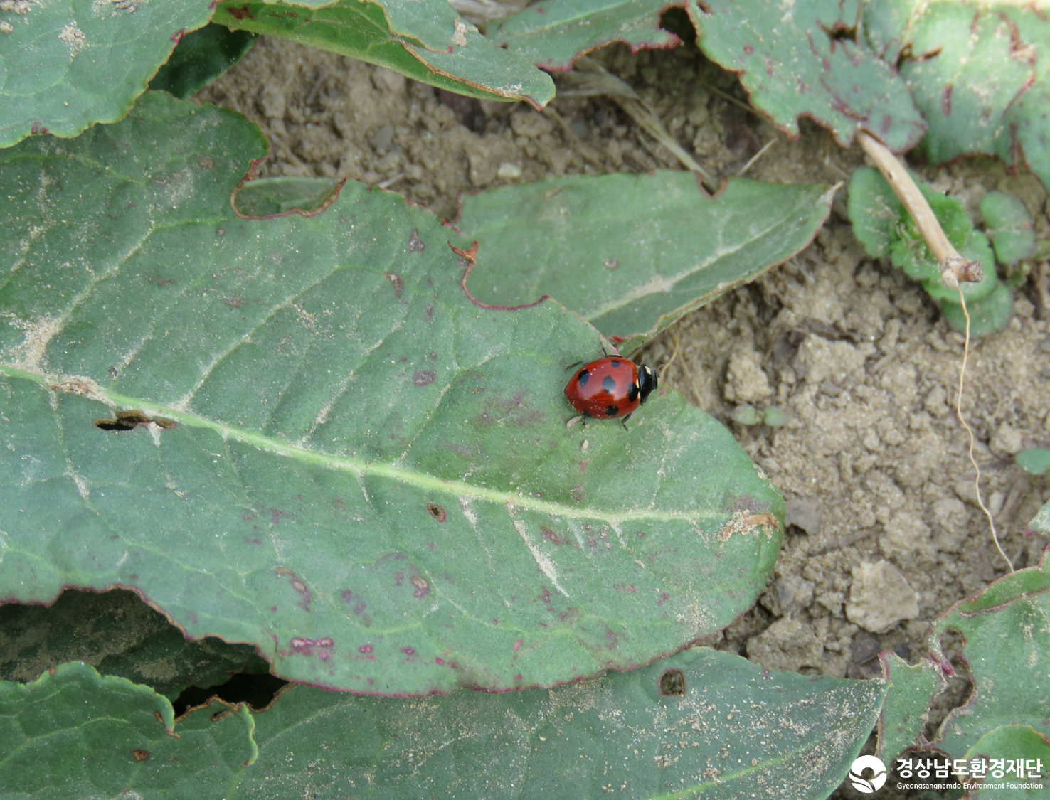 2026년 시민환경과학자 모니터링(3월) - 육상곤충