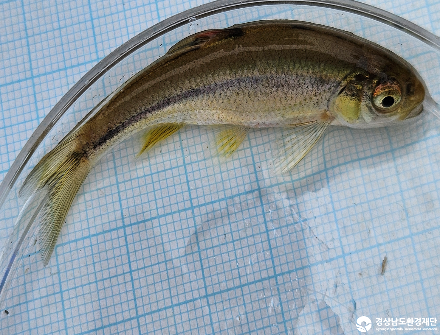 2026년 시민환경과학자 모니터링(3월) - 어류