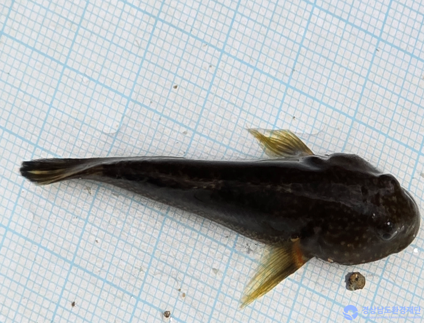 2026년 시민환경과학자 모니터링(3월) - 어류