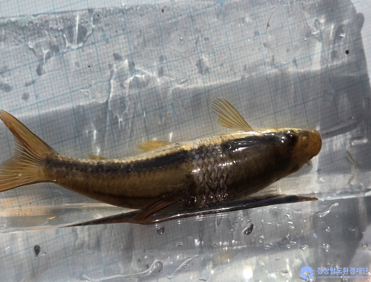 2026년 시민환경과학자 모니터링(3월) - 어류