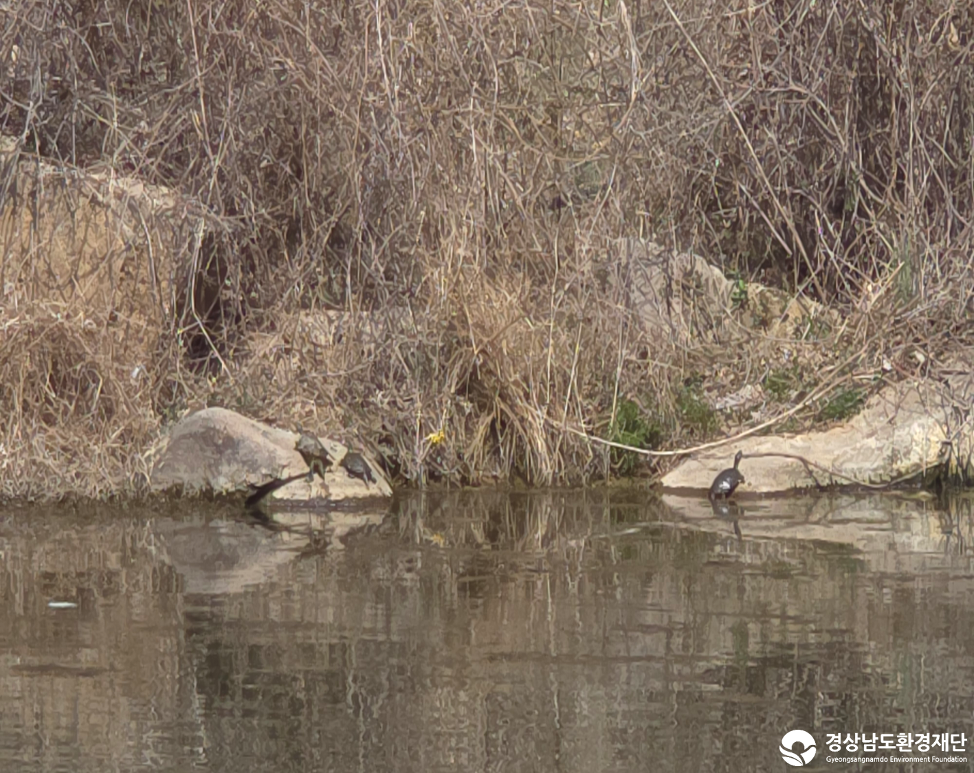 2026년 시민환경과학자 모니터링(3월) - 양서파충류