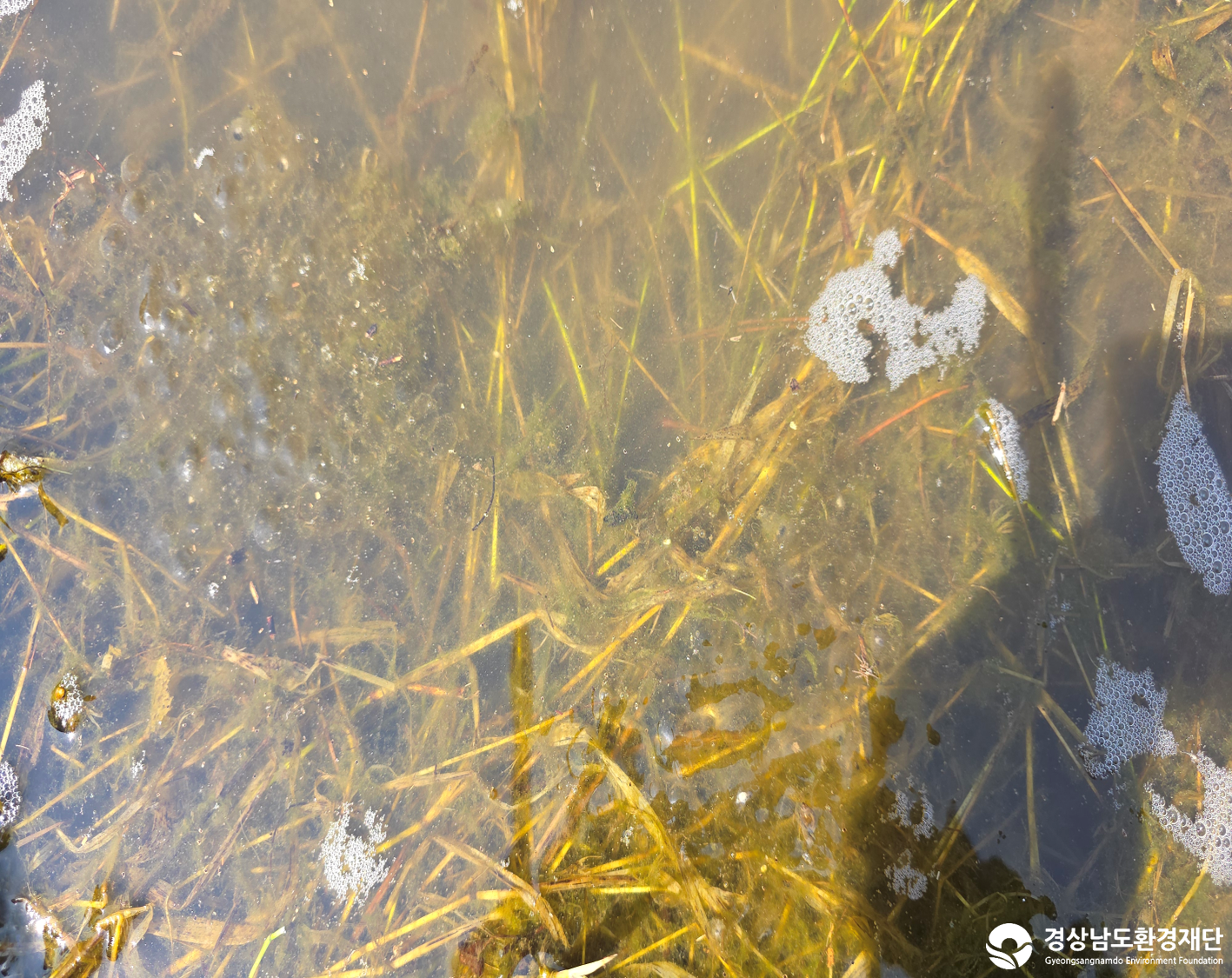 2026년 시민환경과학자 모니터링(3월) - 양서파충류