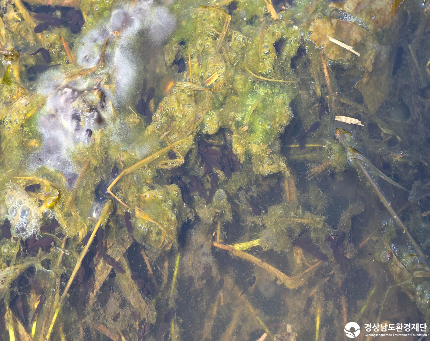 2026년 시민환경과학자 모니터링(3월) - 양서파충류