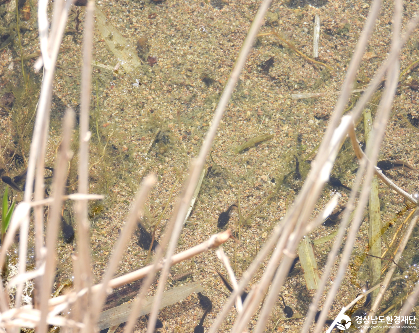 2026년 시민환경과학자 모니터링(3월) - 양서파충류