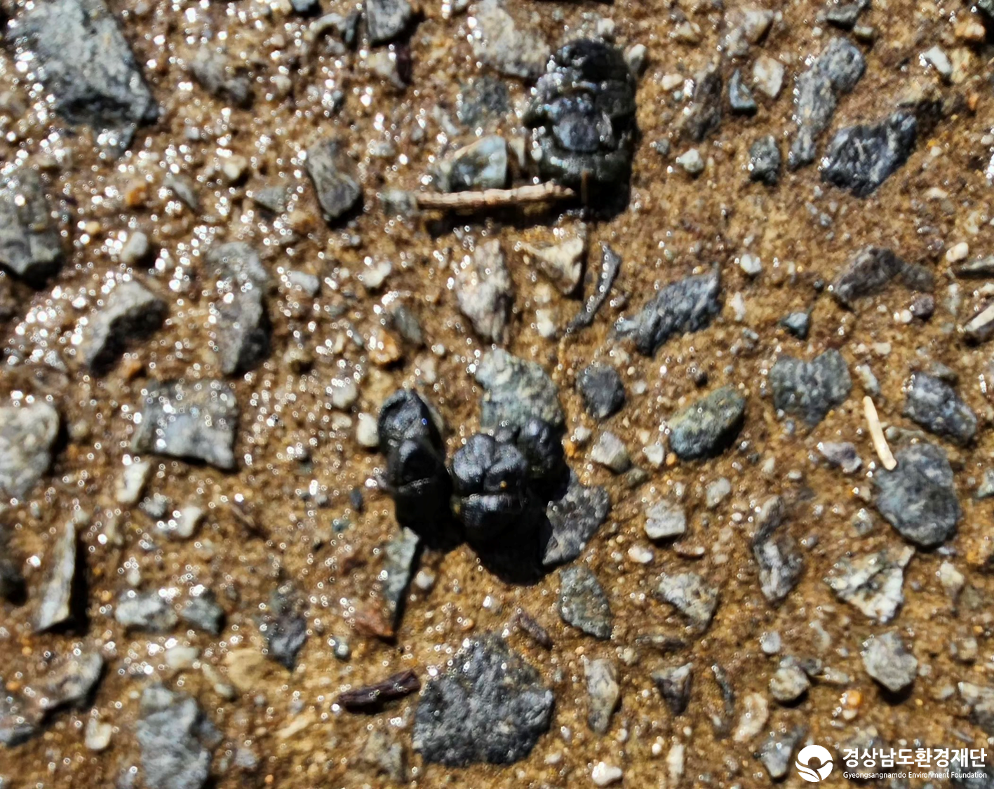 2026년 시민환경과학자 모니터링(3월) - 포유류