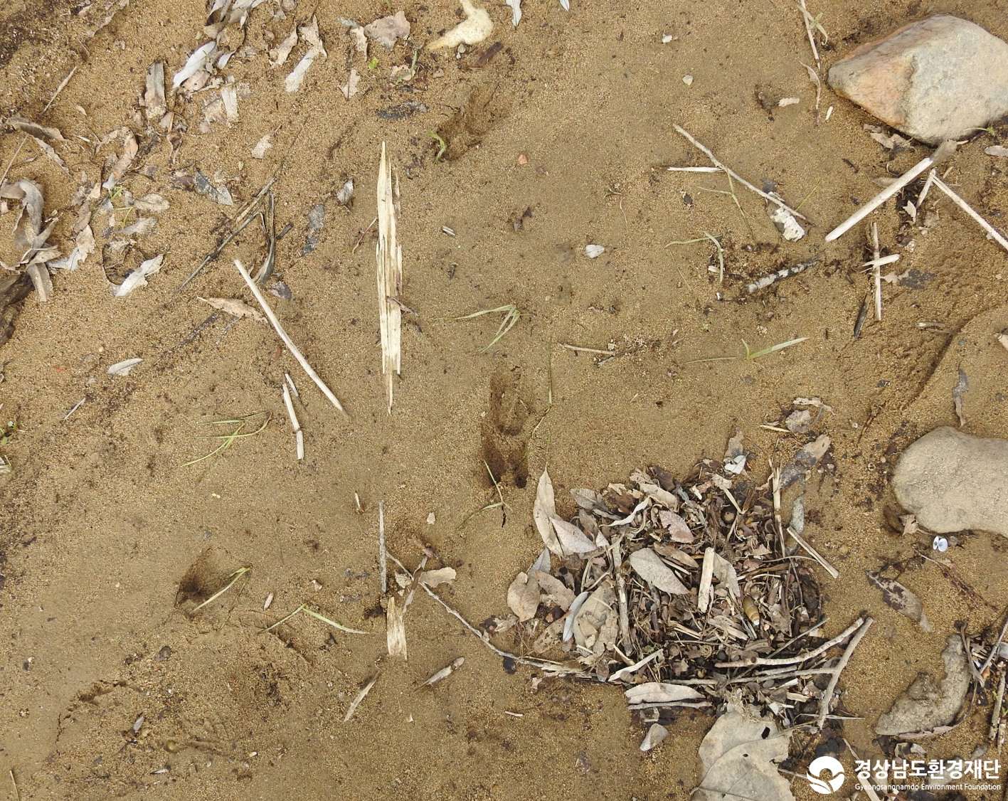 2026년 시민환경과학자 모니터링(3월) - 포유류