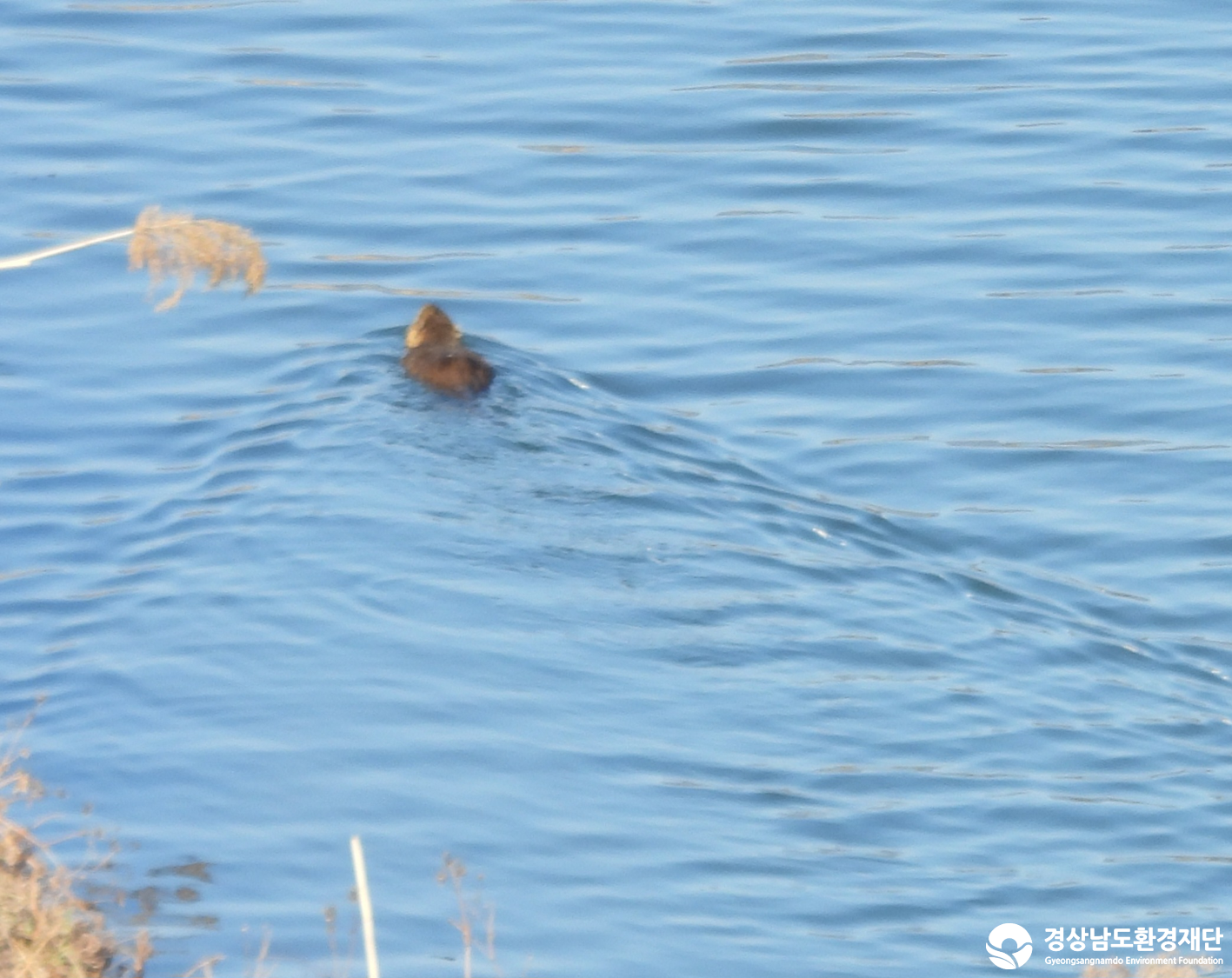 2026년 시민환경과학자 모니터링(3월) - 포유류