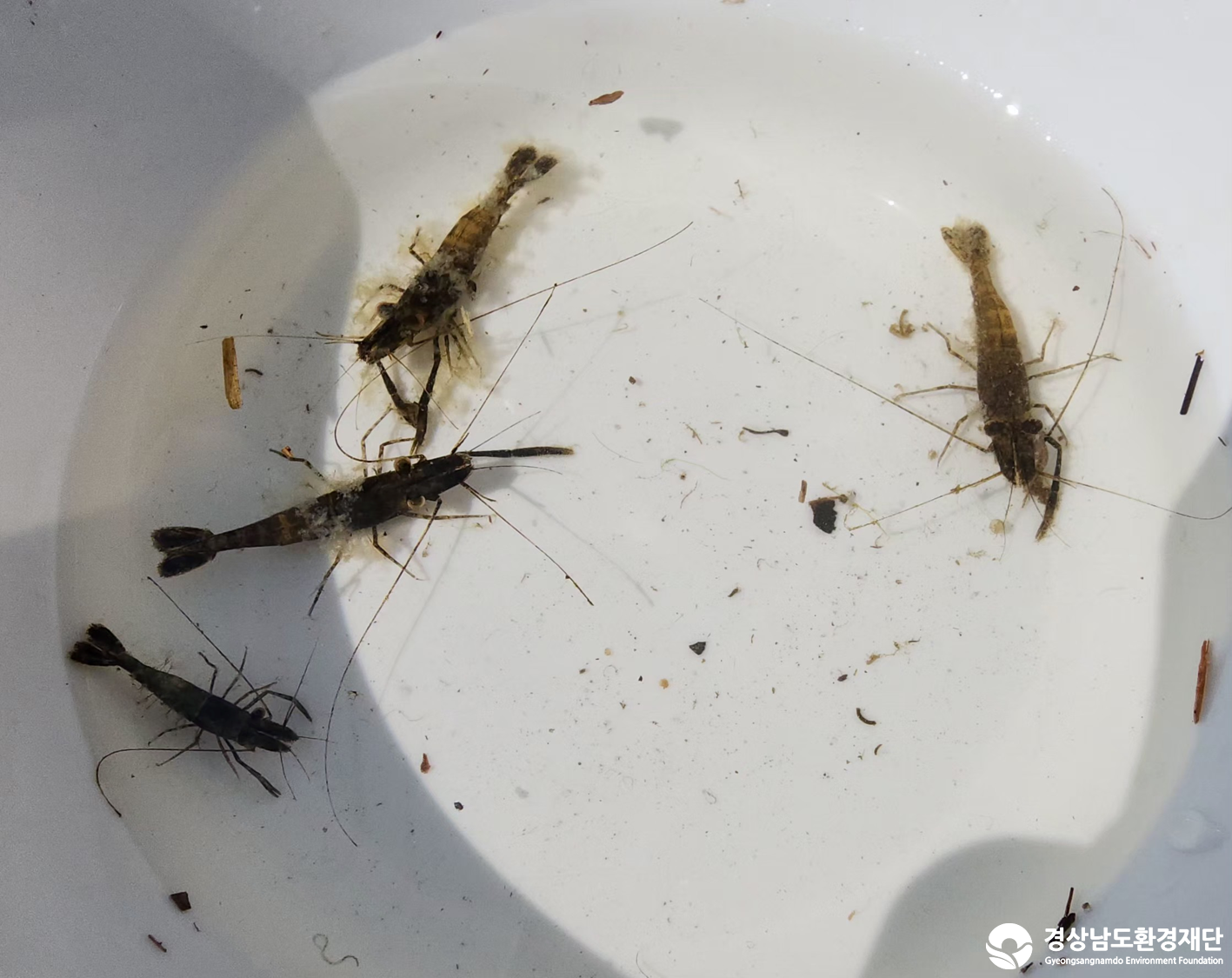 2026년 시민환경과학자 모니터링(3월) - 저서성대형무척