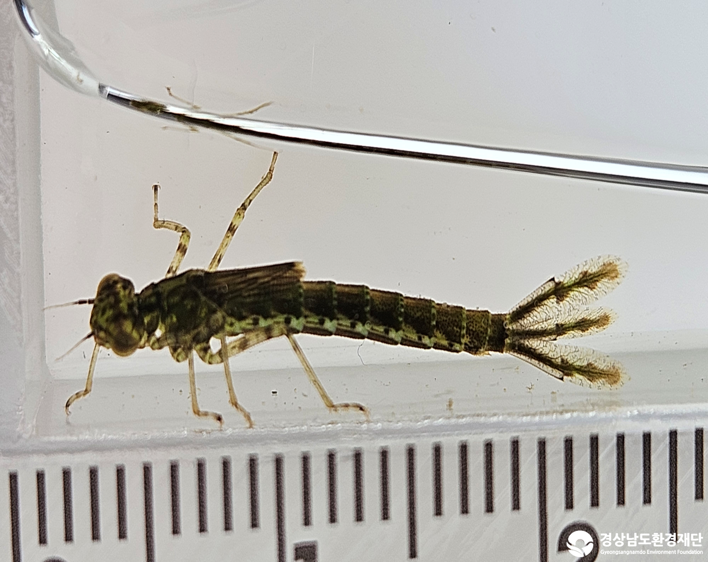 2026년 시민환경과학자 모니터링(3월) - 저서성대형무척추동물(수서곤충