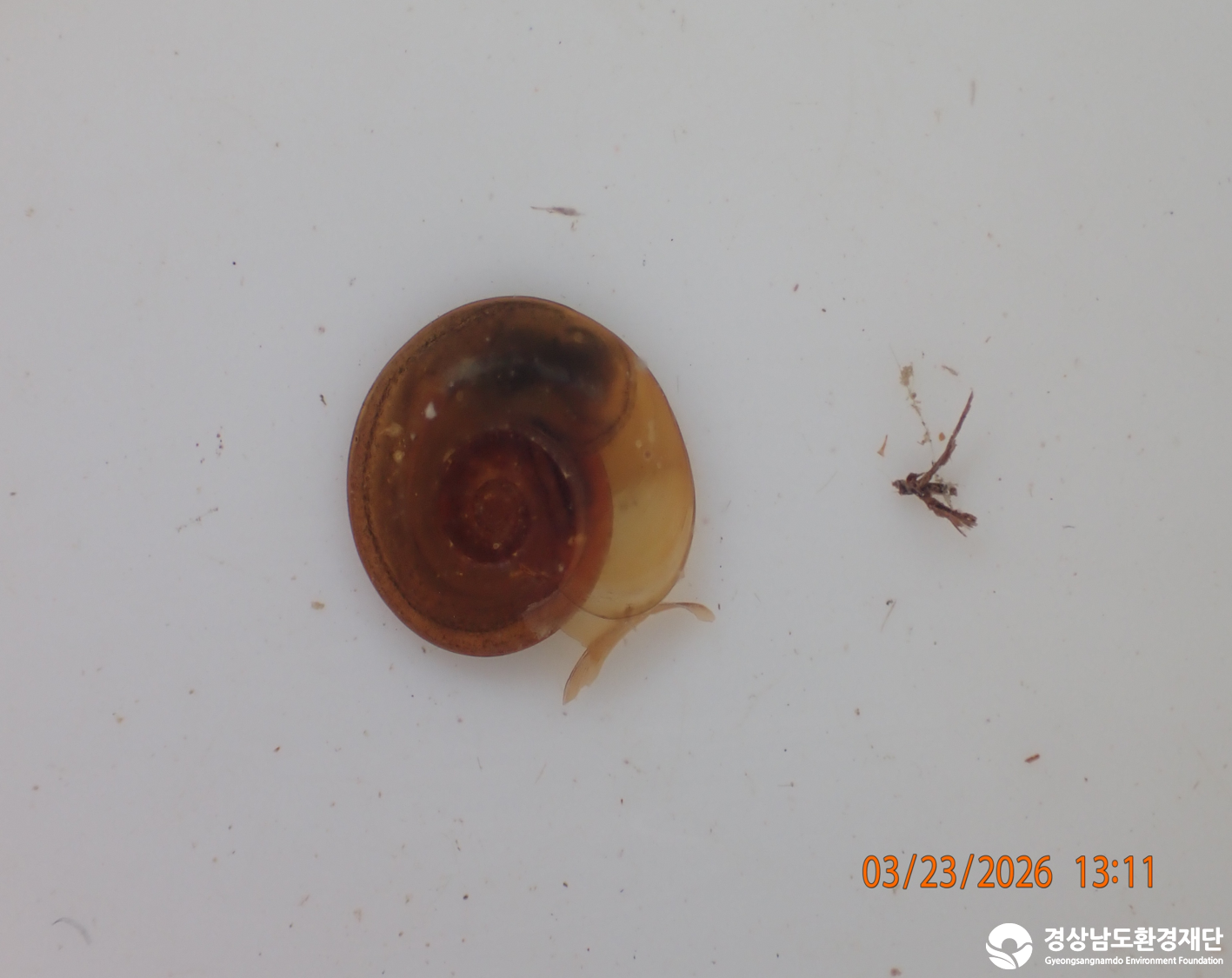 2026년 시민환경과학자 모니터링(3월) - 저서성대형무척추동물(수서곤충