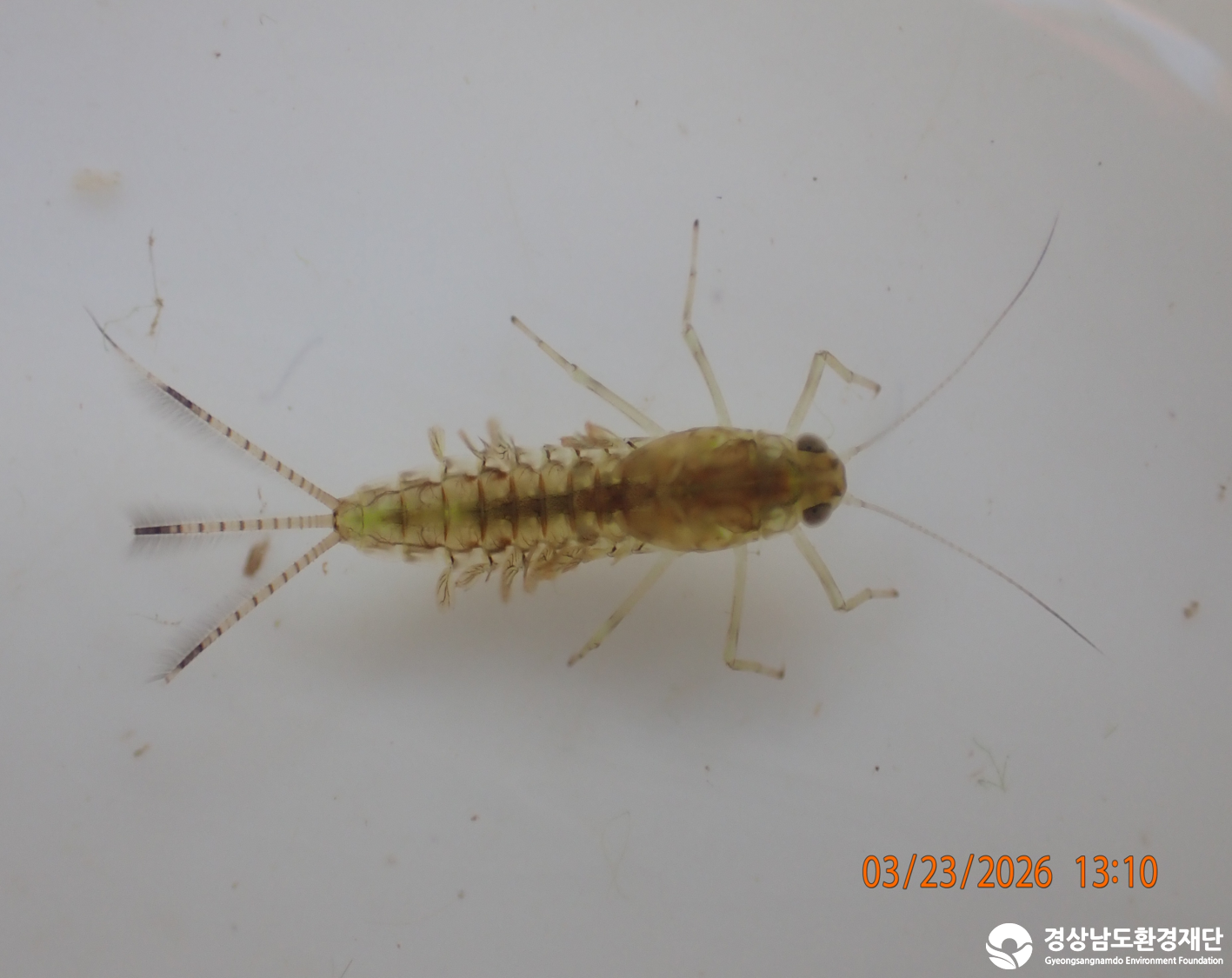 2026년 시민환경과학자 모니터링(3월) - 저서성대형무척추동물(수서곤충